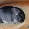 Ноелла