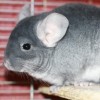 Сапфировый бархат НФ