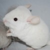 Клео