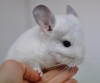 1,5 мес