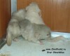 новорожденные