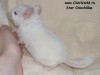 1 мес