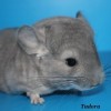 Тудора