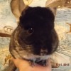 Пьер