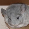 Наргиз