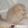 Опра