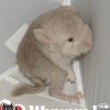 Орикс