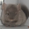Боло
