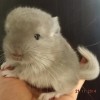 без  клички