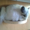 Оливка