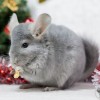 Стар Елика