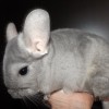 Брилла