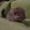Динарий