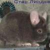 Стар Линдсей