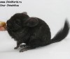 2 мес