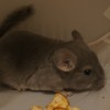 Пекин