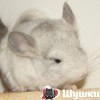 Полина