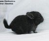 1 мес