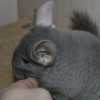Шкода