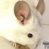 Пират