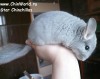 2,5 мес