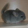 Милош