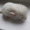 Молли