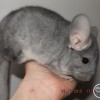 без клички Н НЕМ