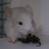Рамон