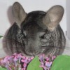Клайд