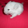 Крит