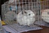 выставка 12 ноября 16 года