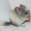 Грей