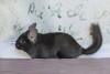 4 мес 3 нед