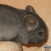 Емеля