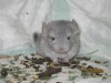 1 месяц