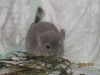 1 месяц