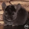 Лаки Моник