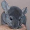 Мио
