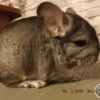 без клички