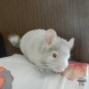 Кеша