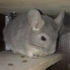 Мил