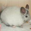 Данави Мэй