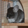 Габриэлла