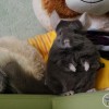 Гибсон