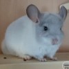 Дива