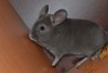 5.5 месяцев
