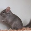 Кас