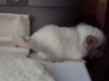 Пятнышко