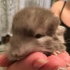 Перчик